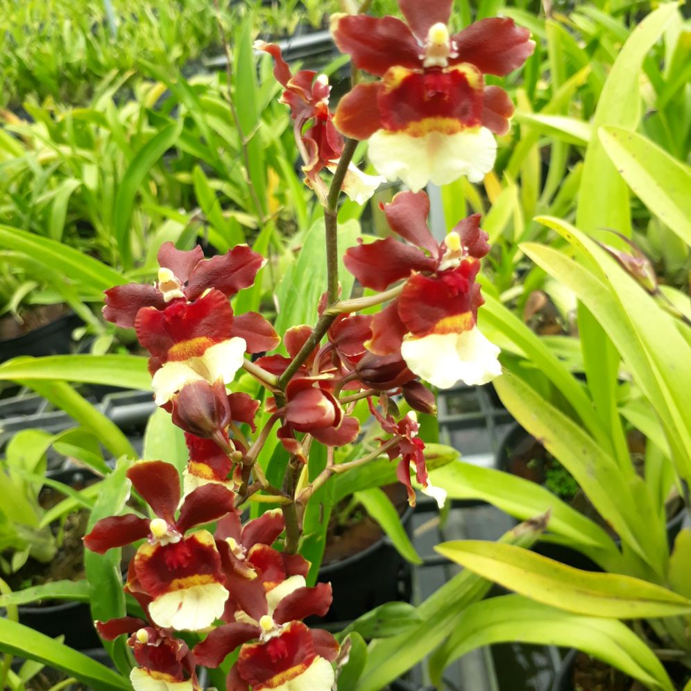 Lan vũ nữ mèo chậu nhiều thân, trưởng thành có thể cho hoa, hoa ngẫu nhiên như hình.