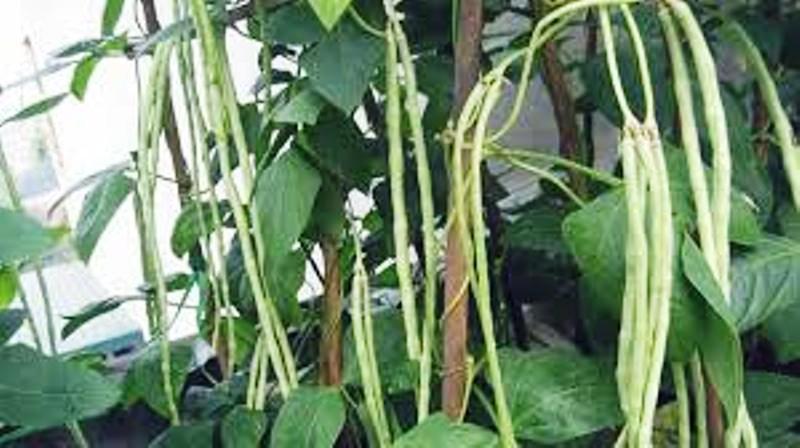 HẠT GIỐNG ĐẬU ĐŨA HẠT TRẮNG RD759_ GÓI 20 GRAM .