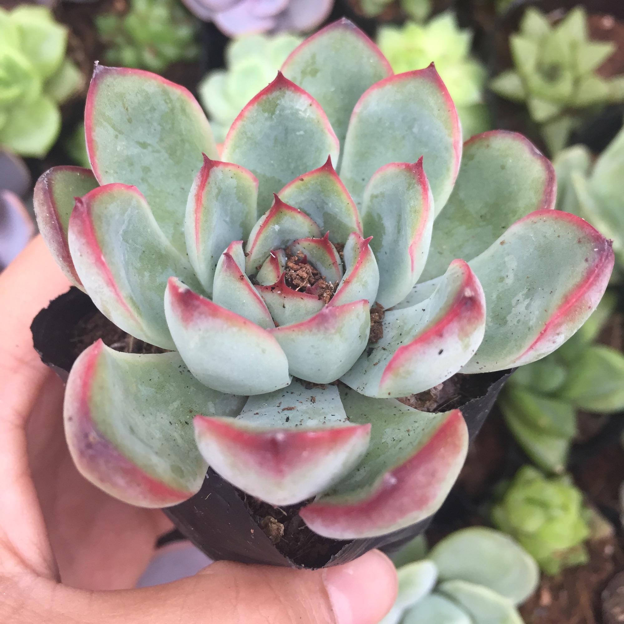 Sen đá viền hồng size bầu