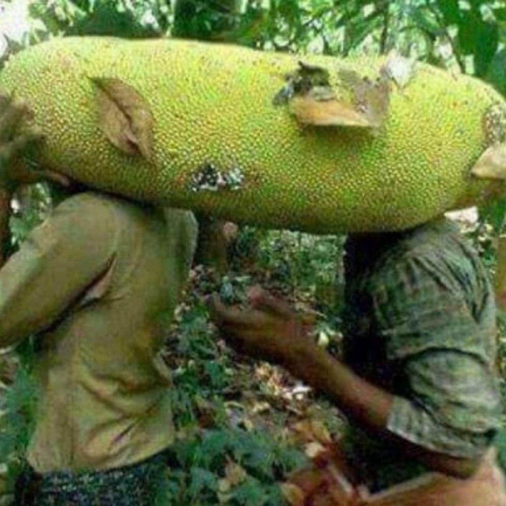 cây mít malaysia da xanh nhập khẩu