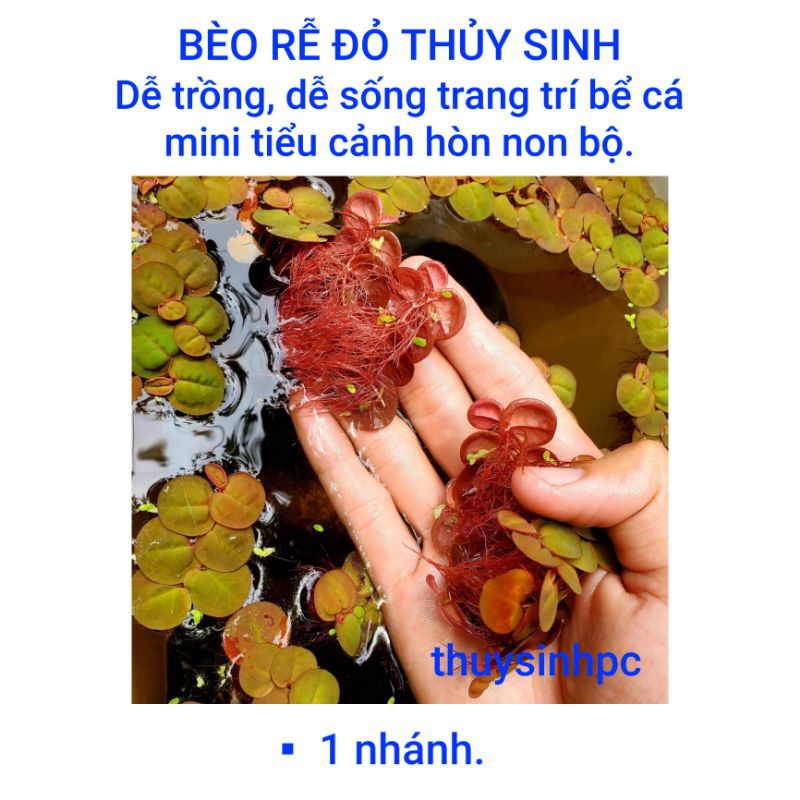 1 nhánh bèo rễ đỏ trang trí bể thủy sinh cá cảnh