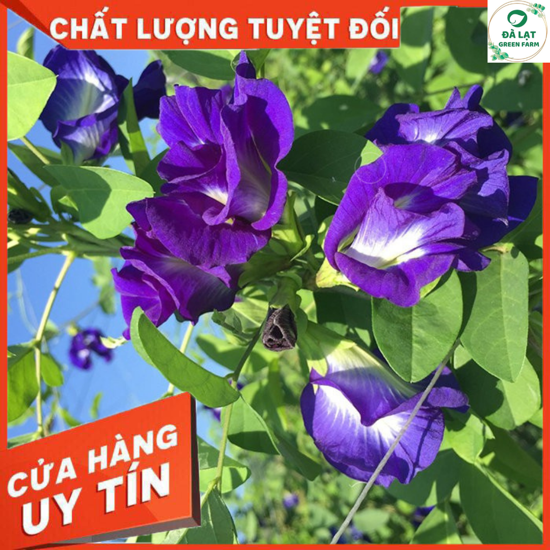 20H - HẠT GIỐNG HOA ĐẬU BIẾC KÉP
