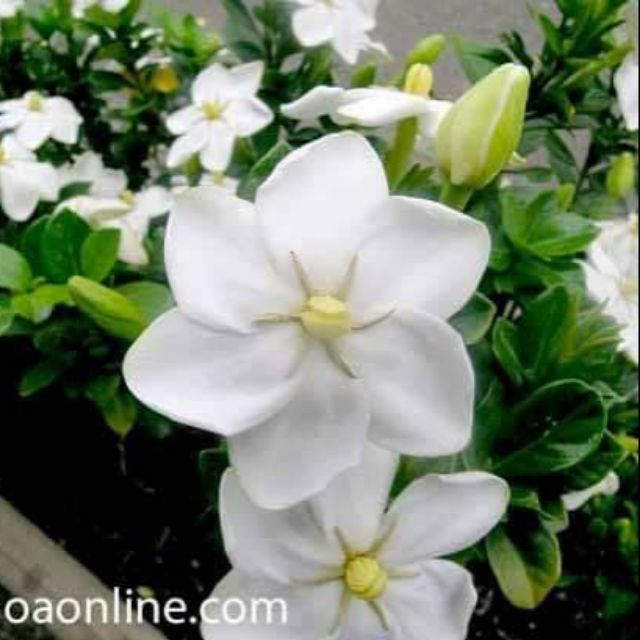 [ HỌC VIÊN NÔNG NGHIỆP I ] Hoa Dành Dành