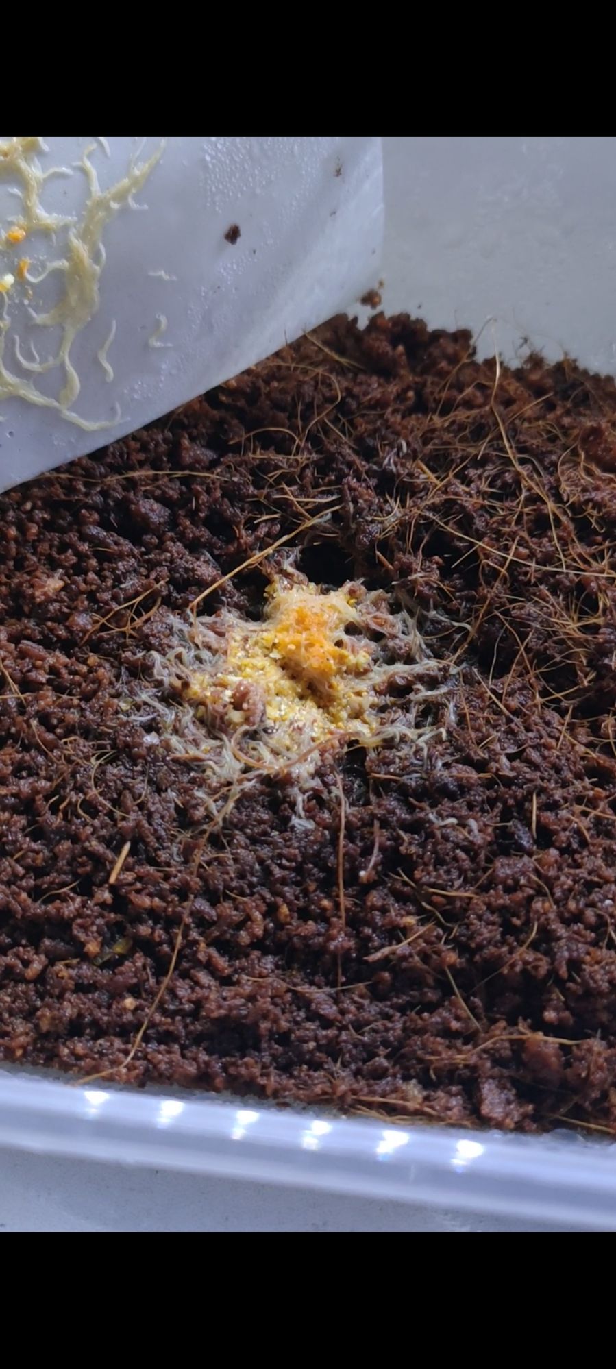 trùng chỉ trắng ( Grindal worm )