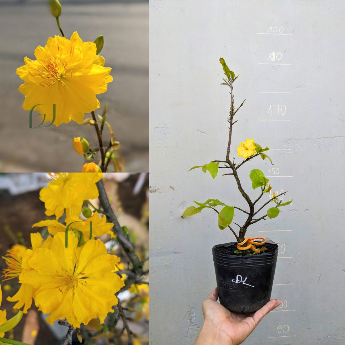 Cây giống Mai Đại Lộc chuẩn giống, gốc ghép khoẻ.