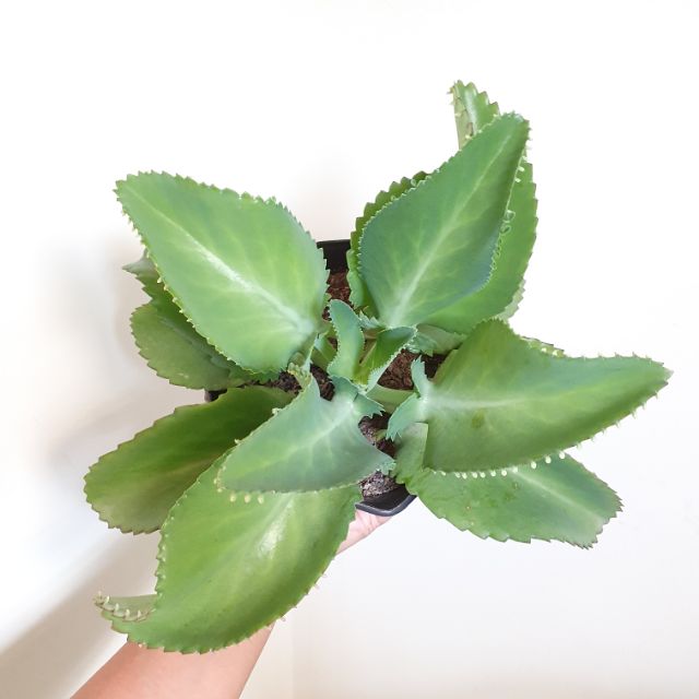 mother of thoudand- cây sống đời ( cây lớn)- Chỉ vận chuyển TPHCM