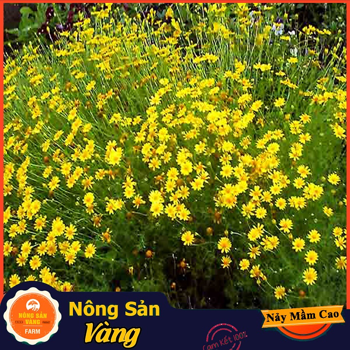 [HCM]Hạt giống Hoa Cúc Sao Băng Vàng ( Gói 100 Hạt ) - Nông Sản Vàng