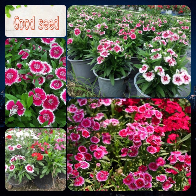 🌟HẠT GIỐNG HOA CẨM CHƯỚNG ĐƠN🌟DỄ TRỒNG HOA BỀN ĐẸP