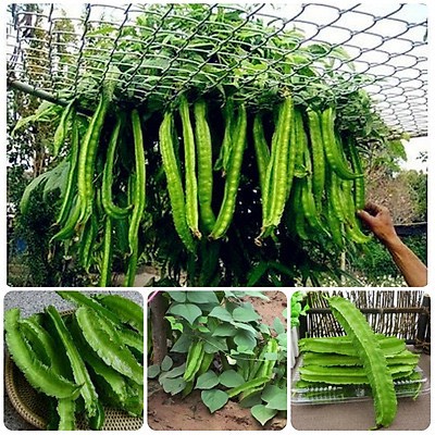 Hạt giống đậu rồng xanh, tím + tặng kèm phân bón