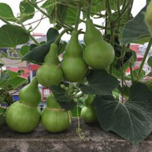 Hạt giống bầu hồ lô năng suất cao