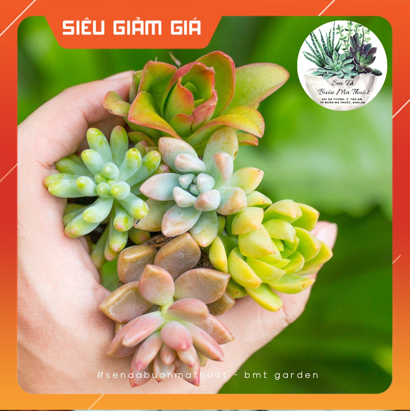 COMBO 5 SEN ĐÁ VỈ NGẪU NHIÊN MIX ĐỦ MÀU ❤️[SIÊU ĐẸP]❤️ - SEN ĐÁ BUÔN MA THUỘT - BMT GARDEN☀️ lỗi 1 đổi 1☀️