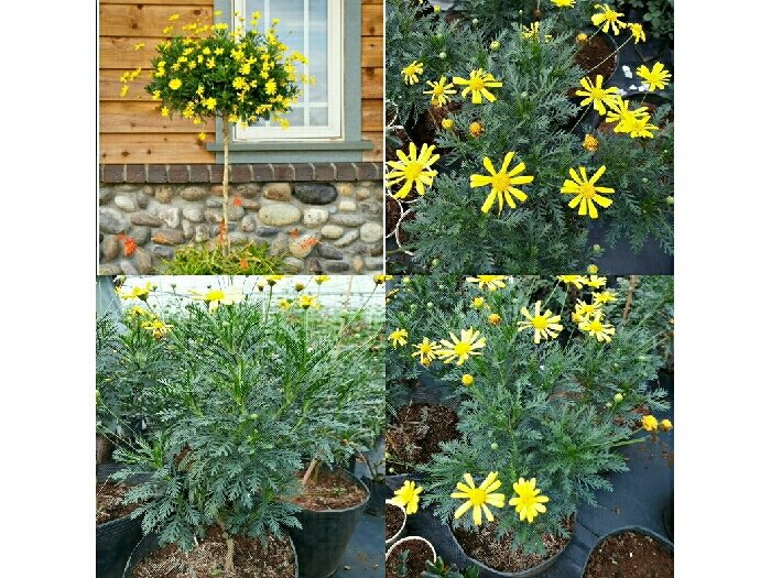 Chậu cây cúc thân gỗ loại KHÔNG HẠT, hàng hiếm, cây lâu năm dễ trồng