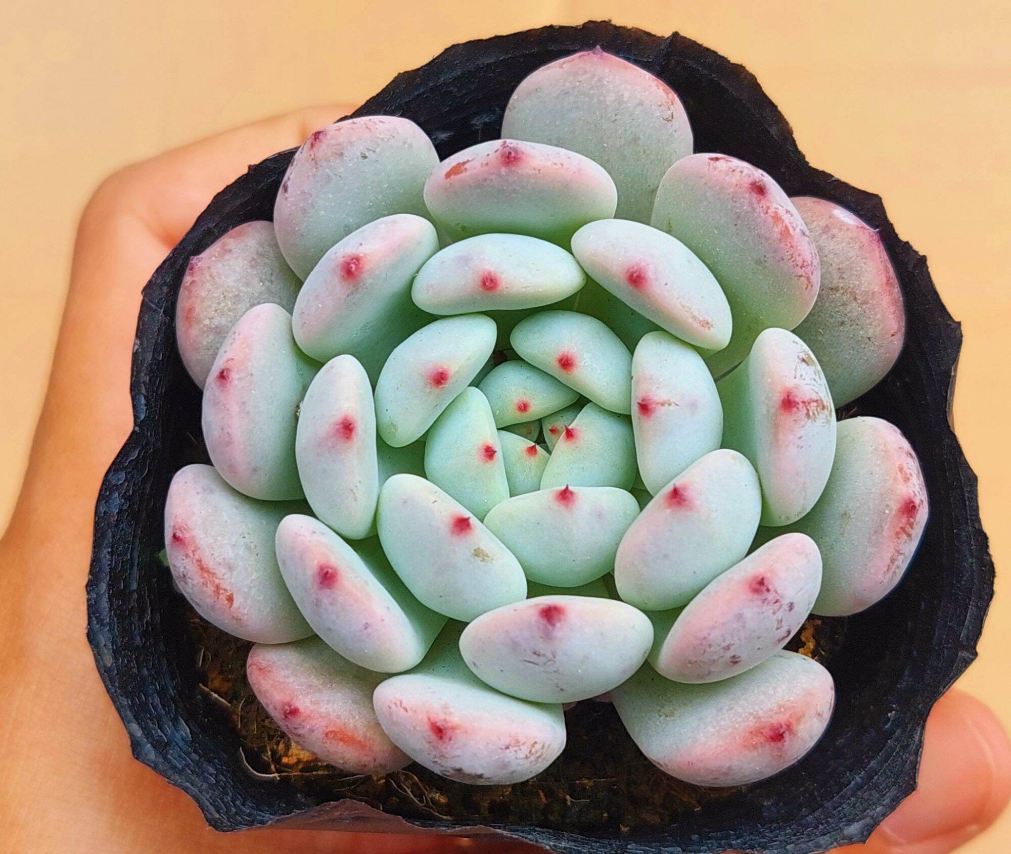 Sen đá ruby trắng size bầu
