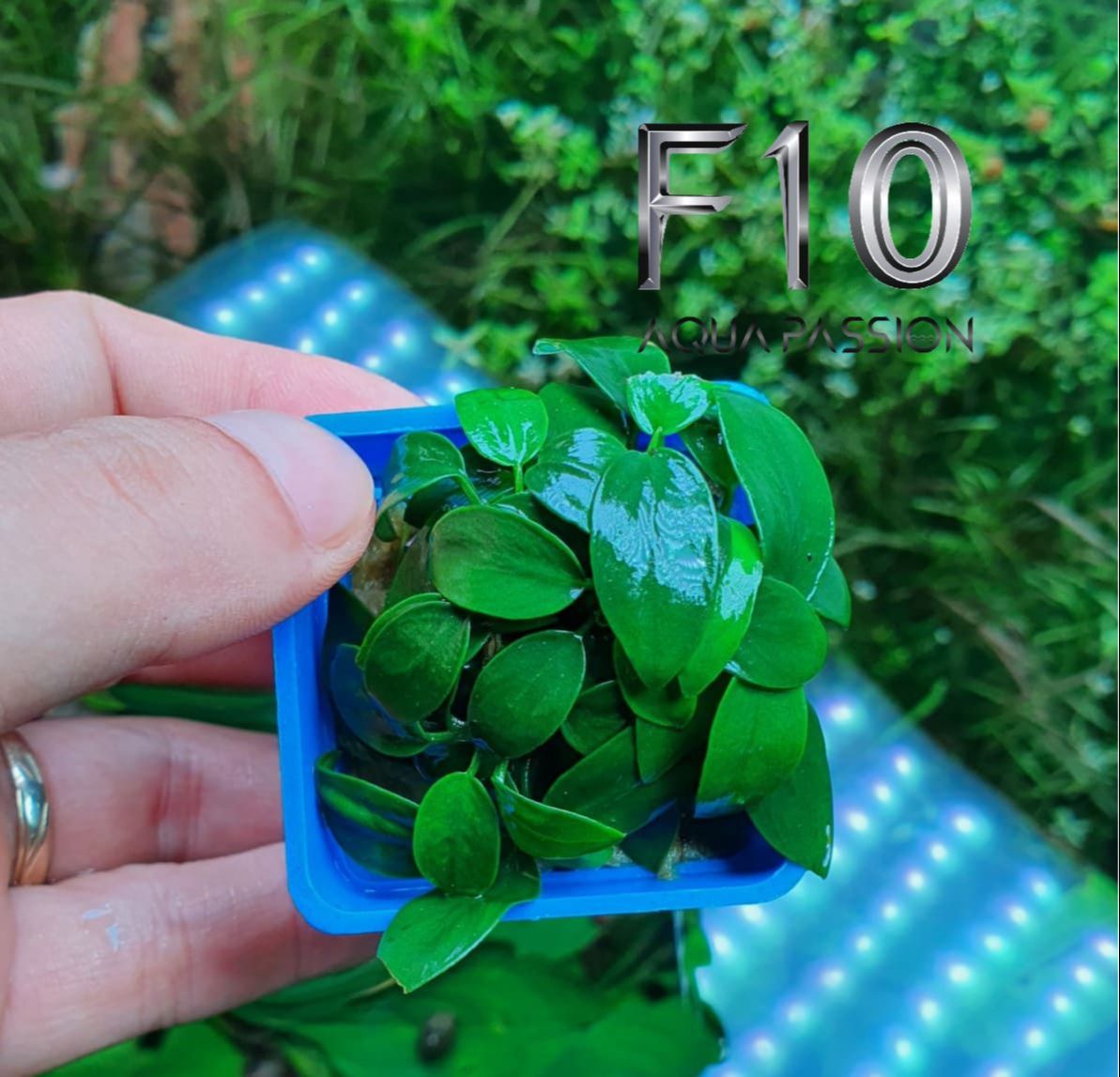 Ráy Nana Lá Nhỏ - Giá Rẻ ( Bán vì đam mê ) -Cây Thủy Sinh Gắn Giá Thể - Đẹp Dễ Sống