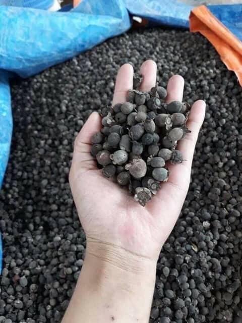 Siim rừng sấy khô NGÂM RƯỢU loại chọn vip 1kg