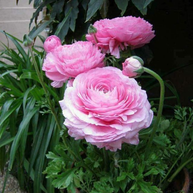 3 củ hồng ri ba tư 3 màu _ mao lương