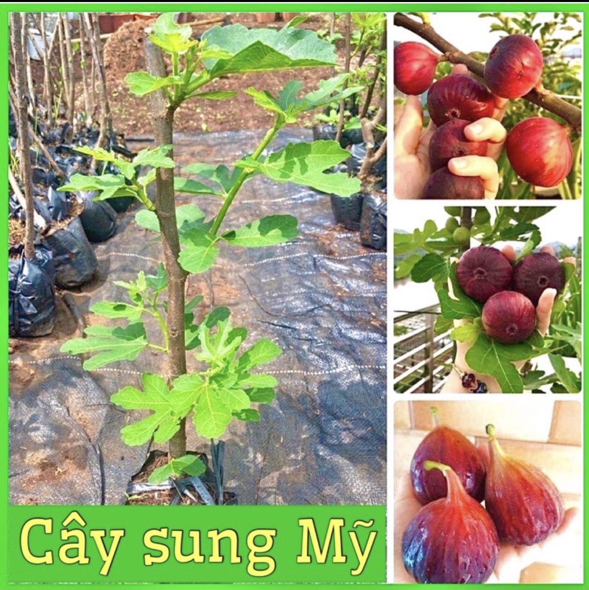 Cây sung mỹ giống chuẩn bị quả tím mềm ngọt
