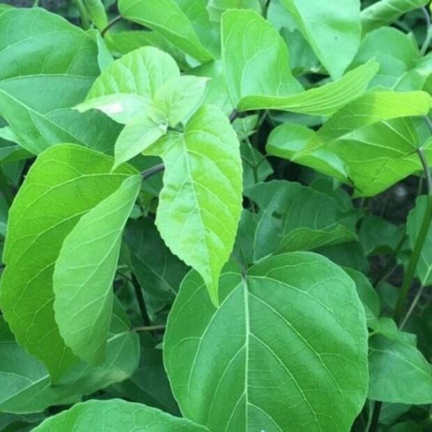 1 kg thân lá cây Lá Cách khô, khách đặt mới cắt, sấy khô và giao ngay