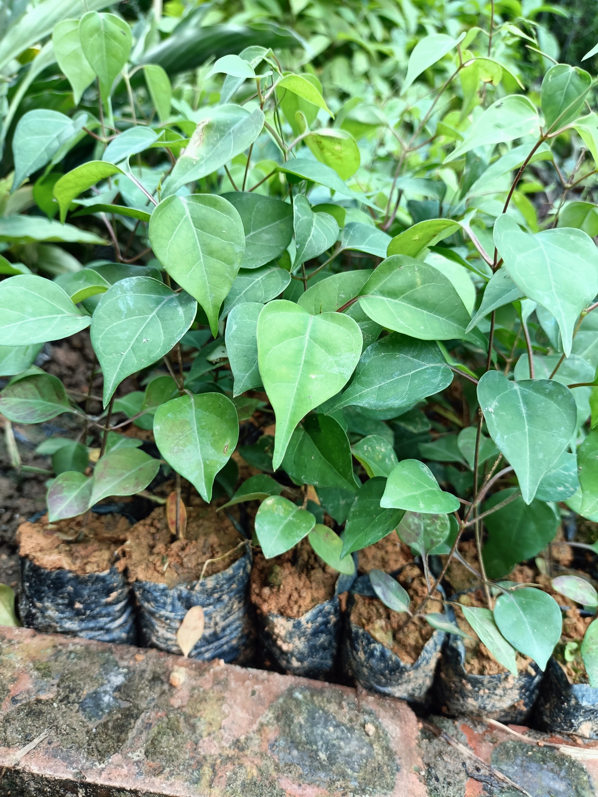 Combo 2 cây lá giang