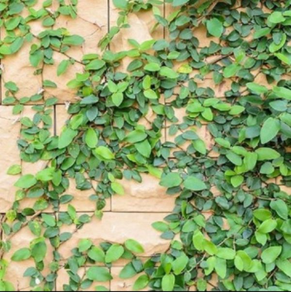 bụi thằn lằn cẩm thạch