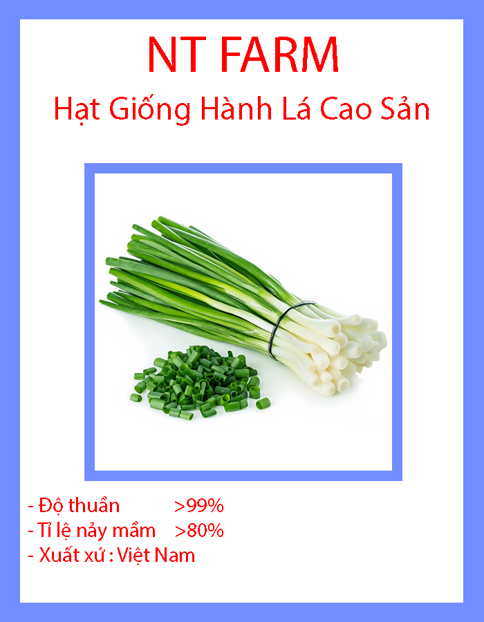 Hạt giống hành lá cao sản
