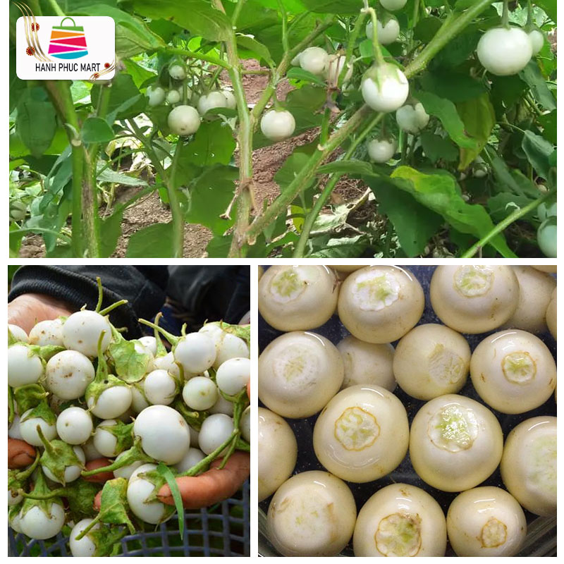 [ Tặng Heo Peppa Pig] Hạt giống Cà pháo Tím cao Cà pháo trắng - Gói 0.5g - PhuNongSeeds