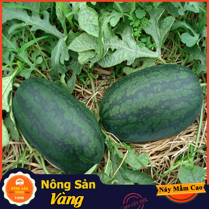 [HCM]Hạt giống Dưa Hấu Hắc Mỹ Nhân ( Gói 10 Hạt ) - Nông Sản Vàng