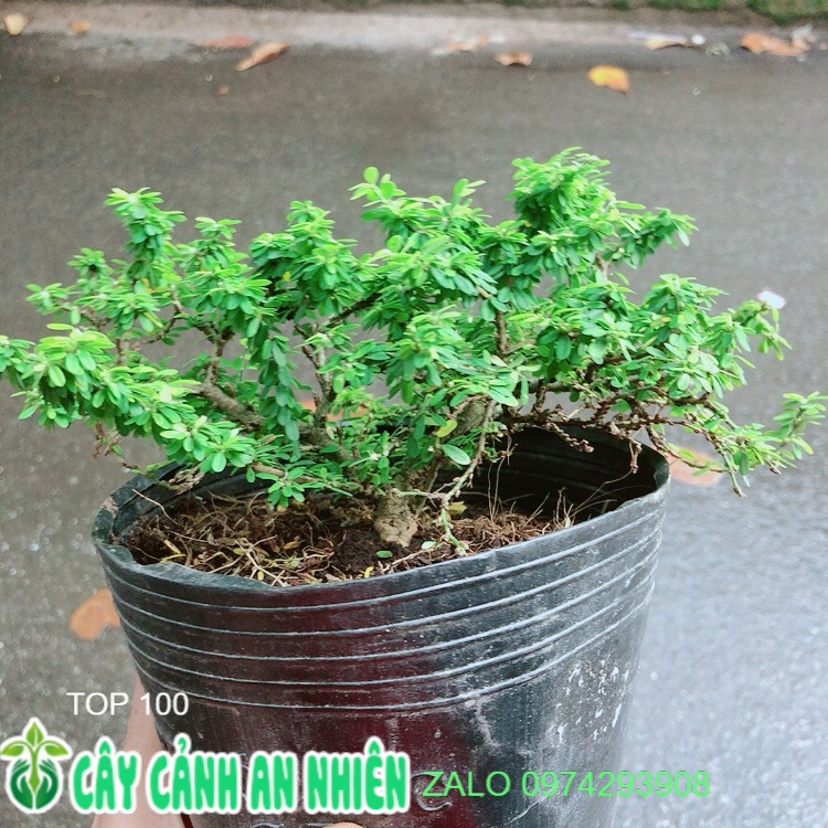 Linh sam hạt gạo
