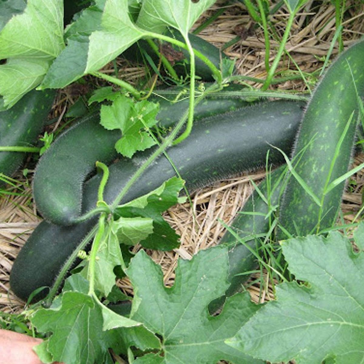 Hạt giống bí đao ruột xanh cao sản - Bí xanh, bí sặt siêu quả trái dài - Bun Garden