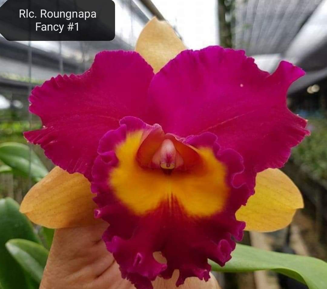 Hoa lan Cattleya Rungnapha