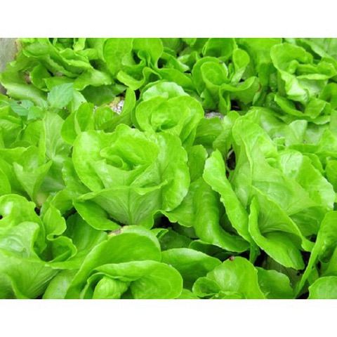 Hạt giống xà lách mỡ, xà lách xoong, xà lách tím xoăn - trồng chậu hoặc thủy canh