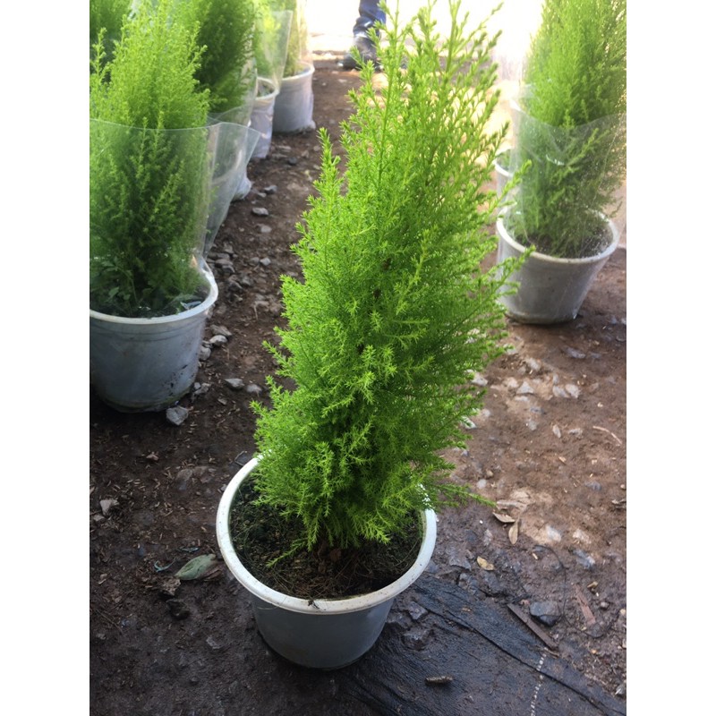 Cây Tùng Thơm size cao 50cm Trang Trí Noel