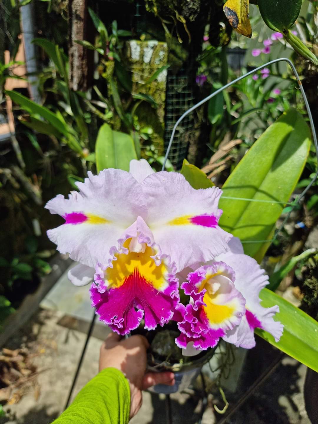 Hoa lan cattleya blc patchara fancy hàng tem- giá siêu rẻ - hoa trung - hoa thơm -kết cấu hoa đẹp - thân to đẹp khỏe - mai huy - msp 0861