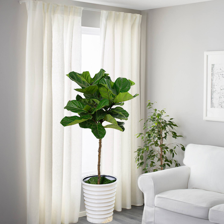 Cây giả, cây bàng Singapore 3 nhánh cao 1m trang trí nhà cửa xanh mát, tự nhiên CB-05