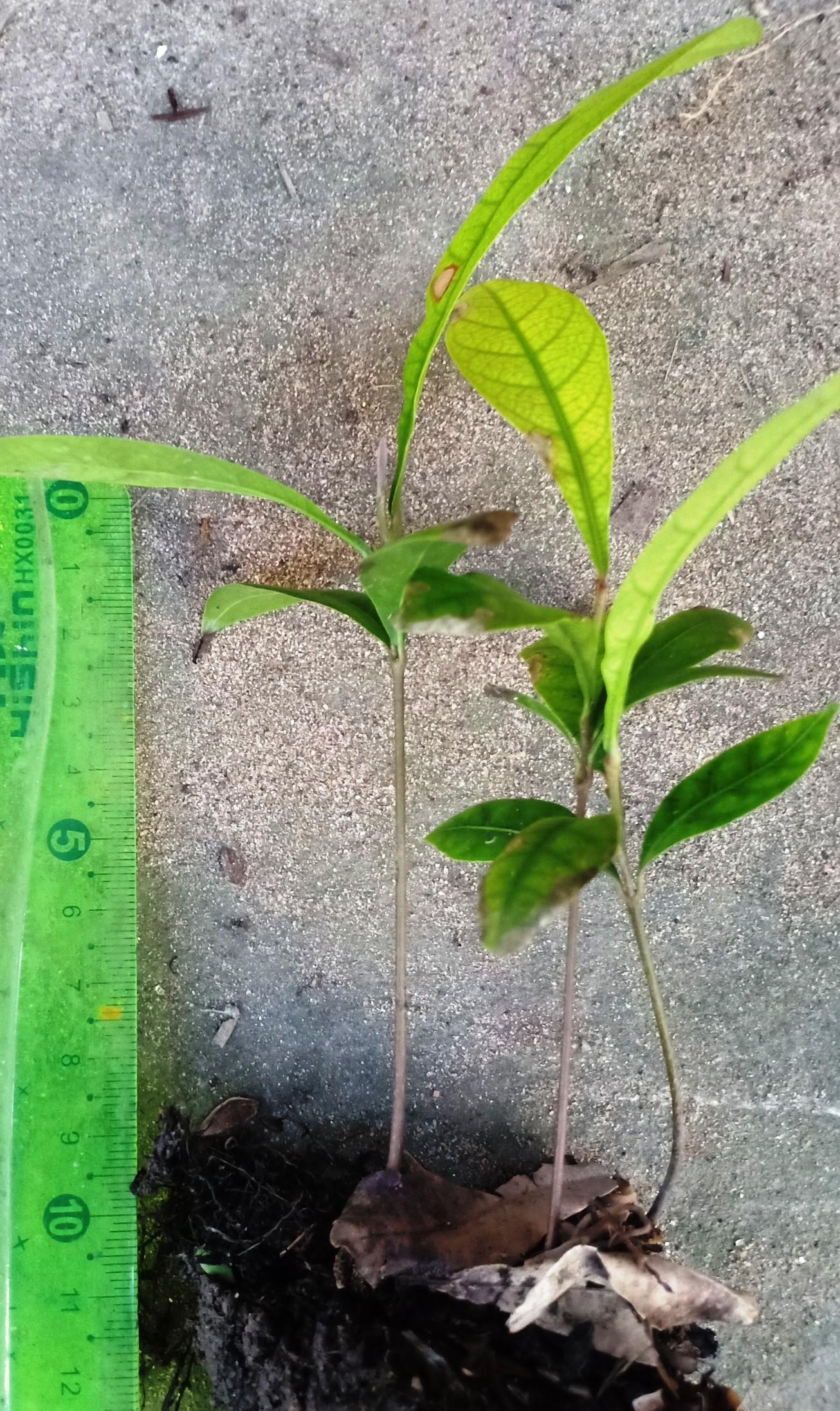 Combo 5 cây thần kỳ 10cm