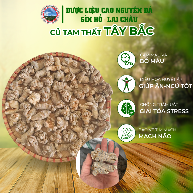Củ tam thất bắc khô chuẩn tây bắc lai châu size củ to 24, 28, 32, 40 và nhỏ 52, 66, 90, 120