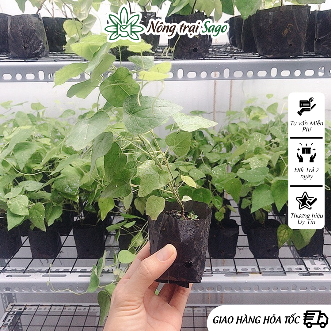 Cây sương sâm lông ươm sẵn, rễ khỏe, sinh trưởng tốt - nông trại sago