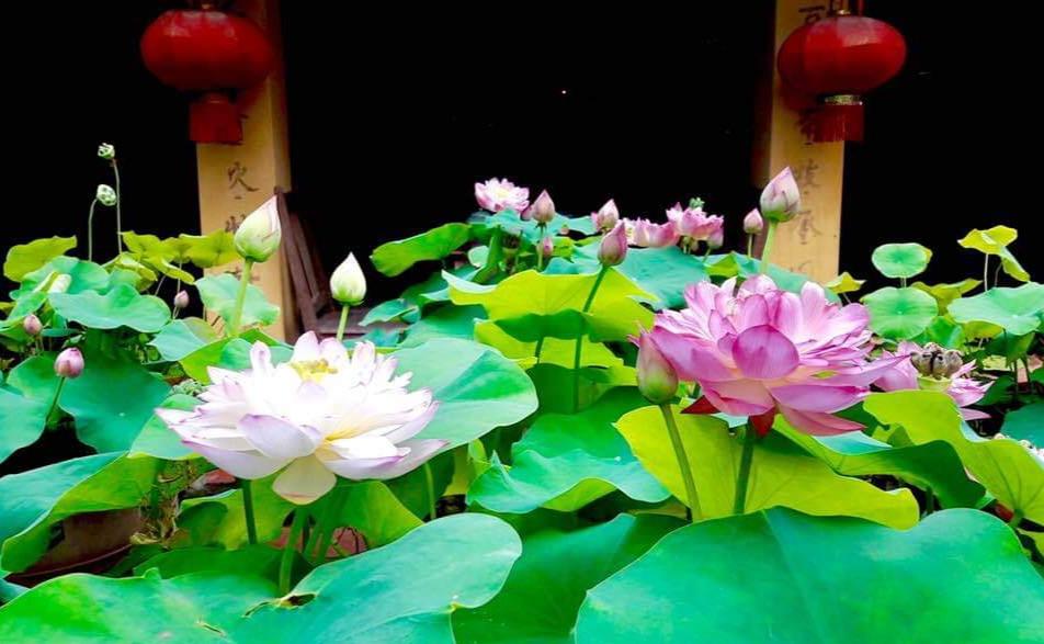 Hạt giống Hoa Sen Cung Đình mix màu