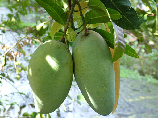 cây giống XOÀI CÁT HÒA LỘC - Giống chuẩn F1 - Siêu sai quả ngon, ngọt