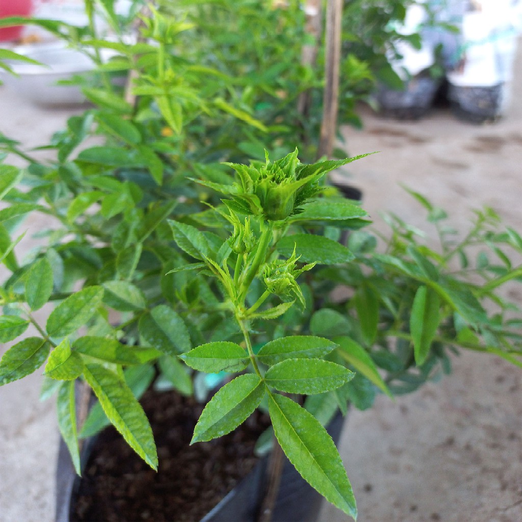 Hoa hồng xanh jane green, hồng ngoại, hồng bụi, thân gỗ, nguyên bản