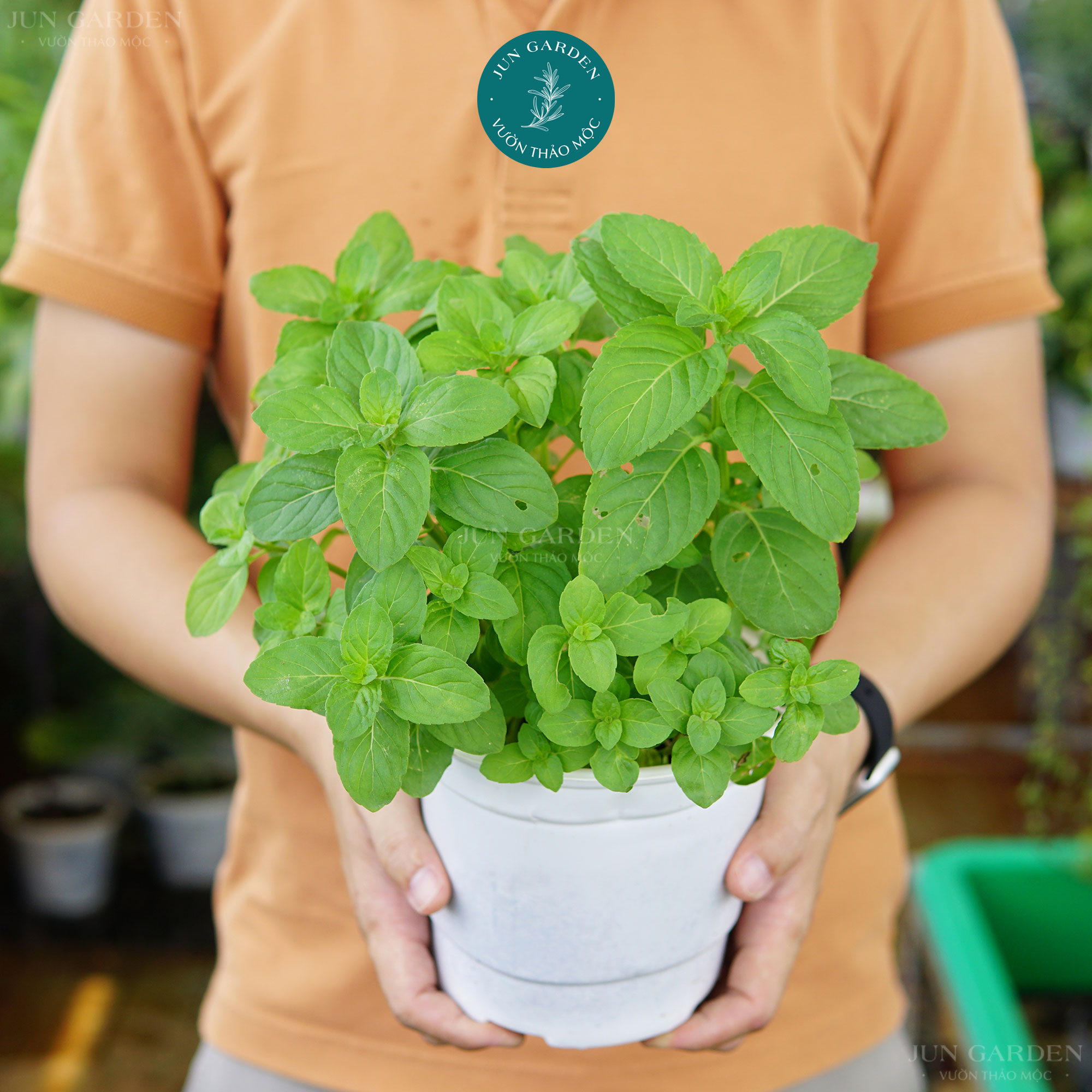 Bạc hà euromint jun garden bạc hà âu - bạc hà pháp dễ trồng làm pha chế nước uống, cocktail, làm bánh, pha trà