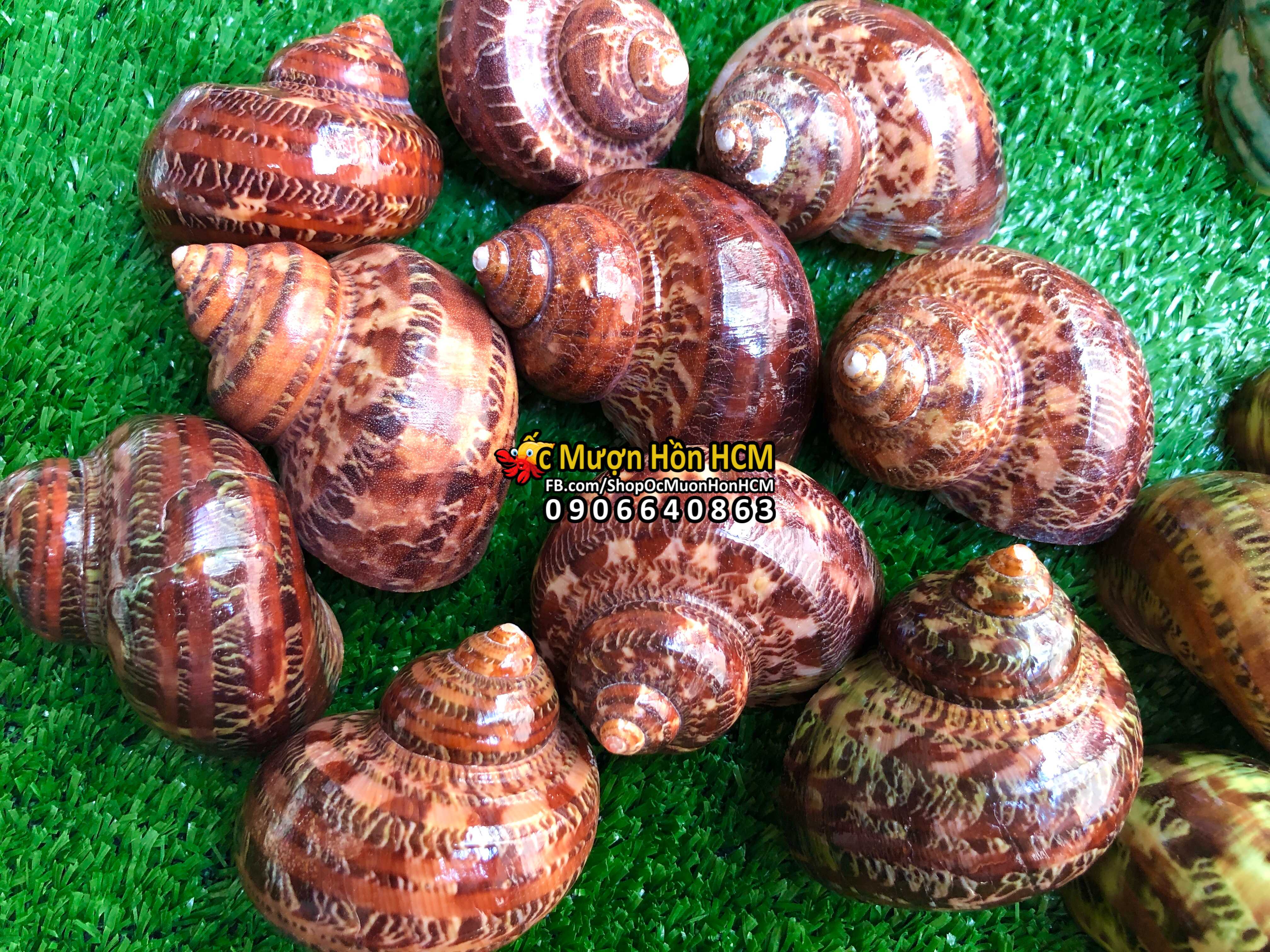 [HCM][6,5cm XL/XL+] Quà tặng từ Biển - Vỏ Ốc Xà Cừ Đỏ - Vỏ Ốc Trang Trí - Siêu Đẹp - Giá Rẻ - Vỏ Ốc Mượn Hồn - Vỏ Ốc Biển Tự Nhiên