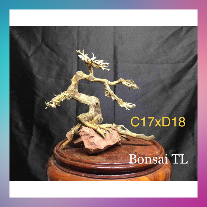 Bonsai bể nhỏ c17xd18 - xưởng ts online37, dành riêng cho các bể thuỷ sinh, với khả năng cắt ghép tài tình, nghệ nhân đã tạo ra các bản thu nhỏ của các cây cổ thụ