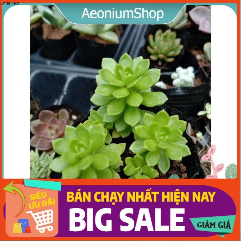 Sen Đá Sedum Hoa Hồng Xanh, Xuất Xứ Đà Lạt, Lỗi 1 Đổi 1 ❣