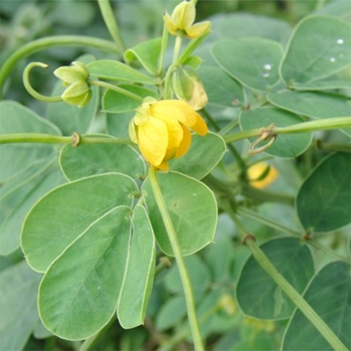 thảo quyết minh hay hạt muồng muồng khô 1kg