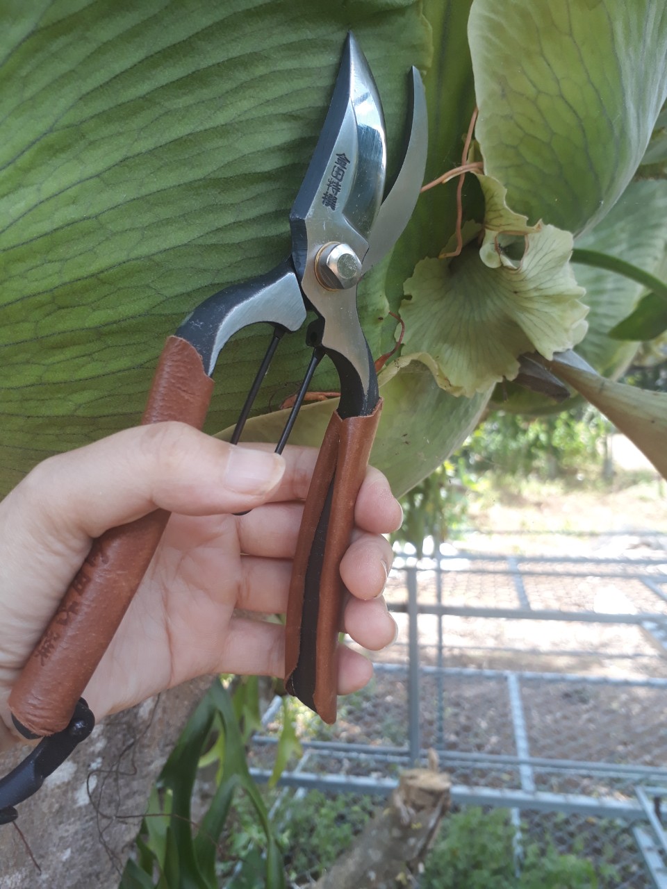 Kéo Nhật Bãi Chuyên Dùng Cho Nông Nghiệp