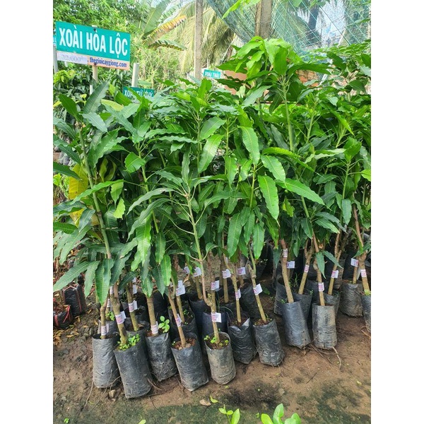 Cây giống xoài cát hòa lộc siêu sớm trồng chậu