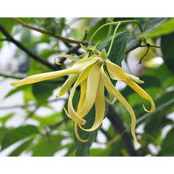 Cây hoa dẻ cây trưởng thành - Gửi cây như H2