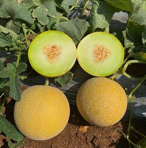 Hạt Giống Dưa Lưới Da Vàng Siêu Ngọt - Giòn Ngọt, Giàu chất dinh dưỡng - Dễ trồng, nhiều trái