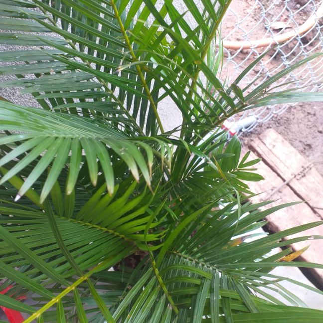 cây dừa kiểng size lớn